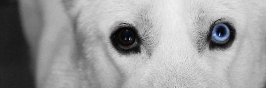 CharlsChav's profile banner image
