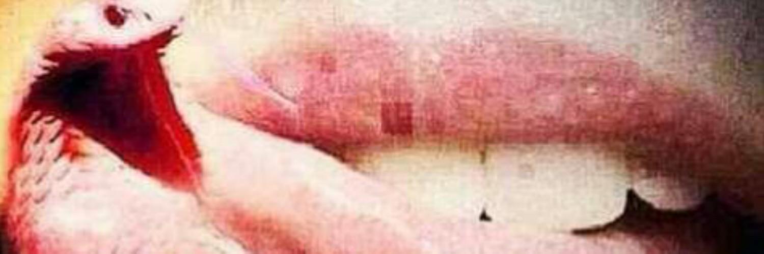 scha_rose's profile banner image
