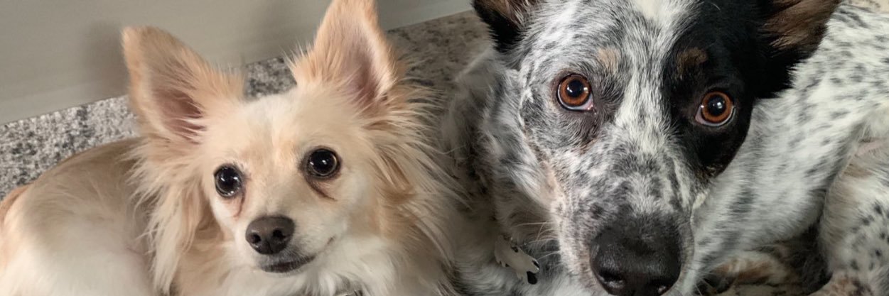 ChrissySeuffert's profile banner image
