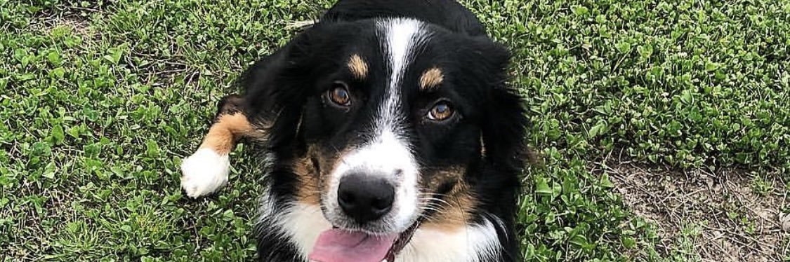 Brayden Wilson banner