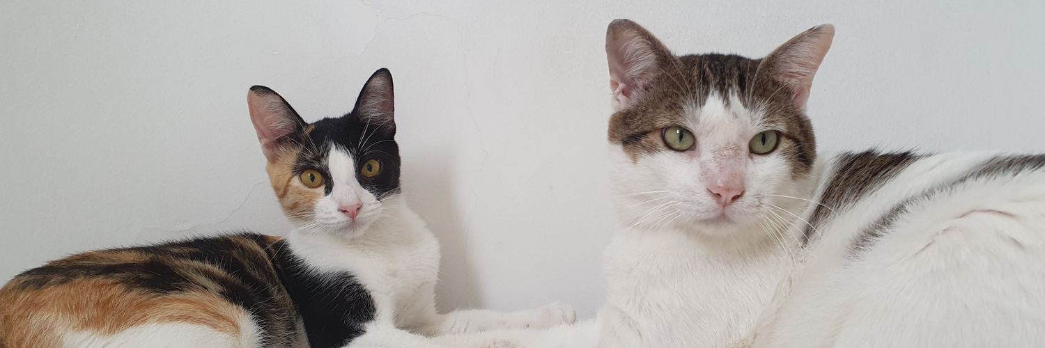 CataaRamos's profile banner image