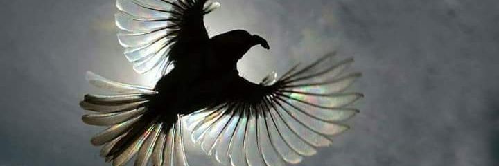 AJhamtani's profile banner image