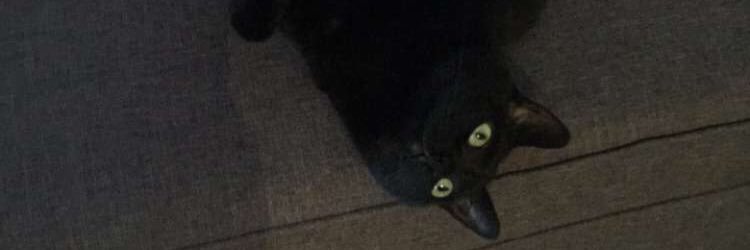 IMHEPPINTHETDOT's profile banner image
