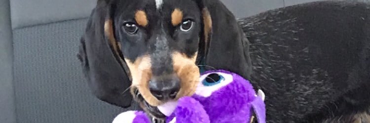 Kaylee Nicole banner