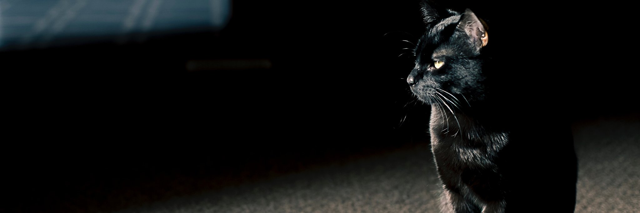HiddenTruth26's profile banner image