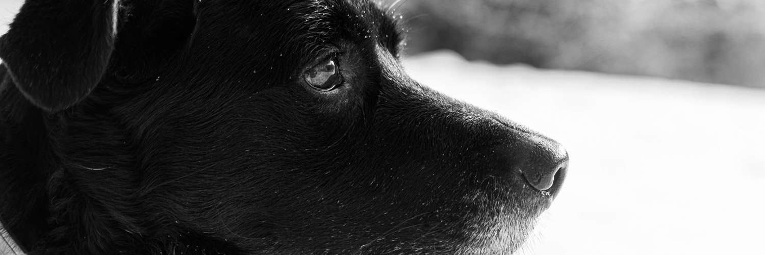 fabienfeub's profile banner image