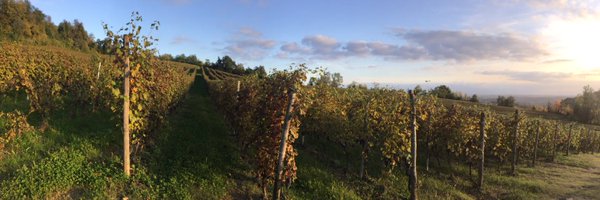 Trediberri Profile Banner