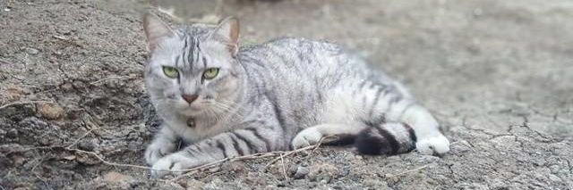 ffPP MEOW 🐾 banner