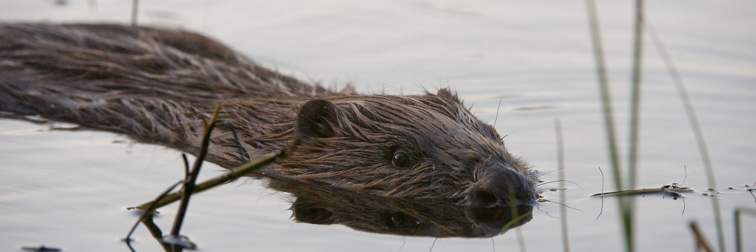 Welsh Beaver Project banner