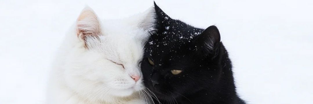 miaw ᓚᘏᗢ/ᐠ• ˕ •マ banner