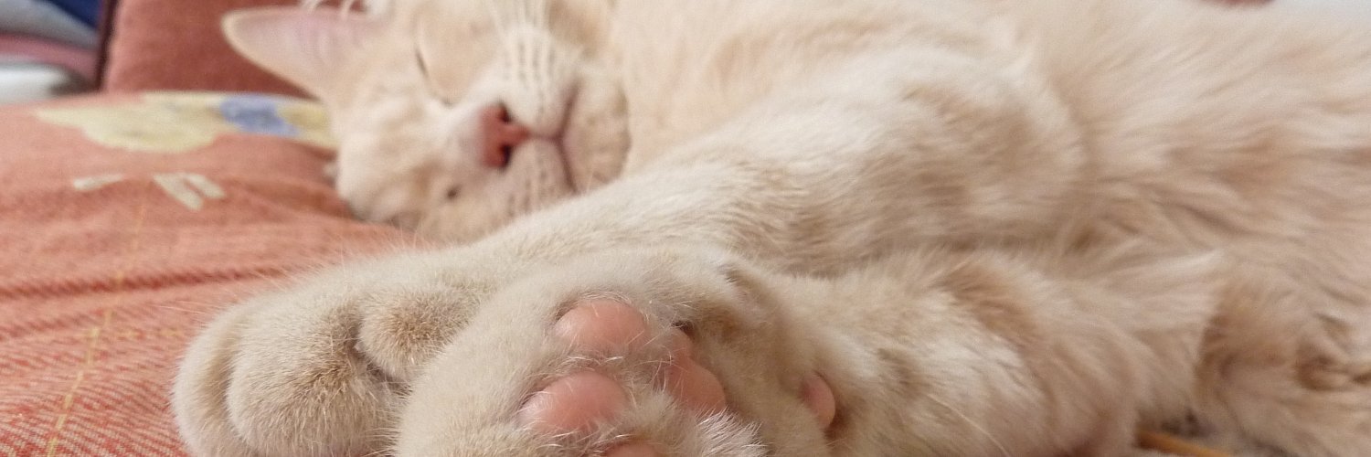 猫の鼻ちょうちん2ミリ banner