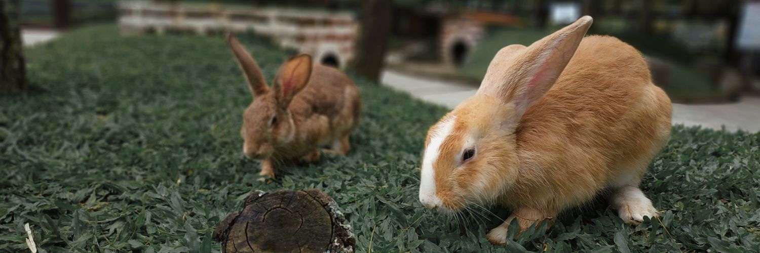 tihse 🍉 | referral qpon 40E8FM banner