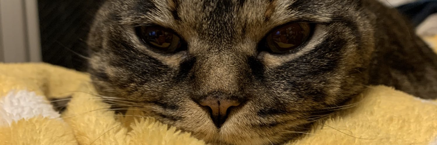 613Stitch's profile banner image