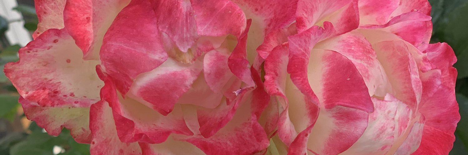 Carabimba's profile banner image