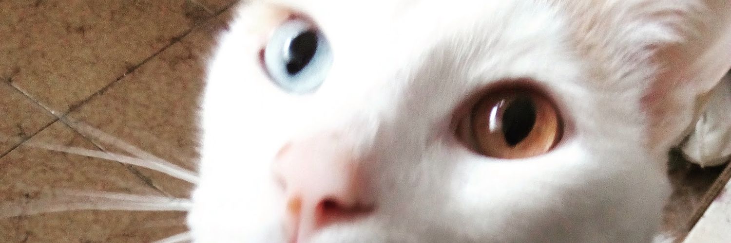 VisitaMaria's profile banner image