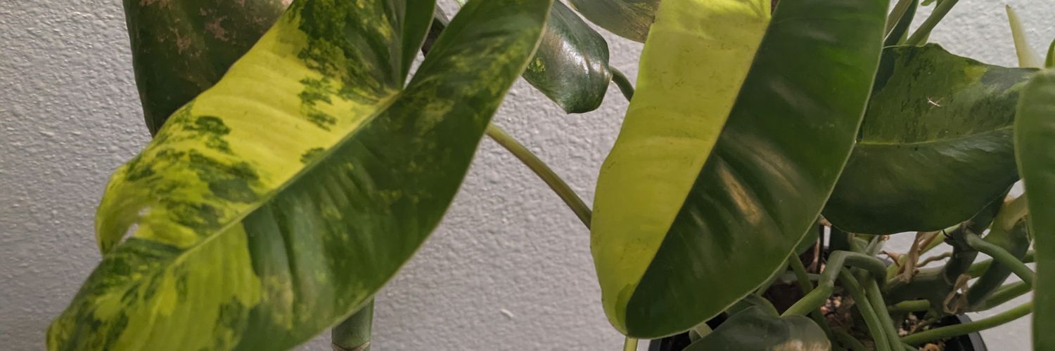 throwawayteeth's profile banner image