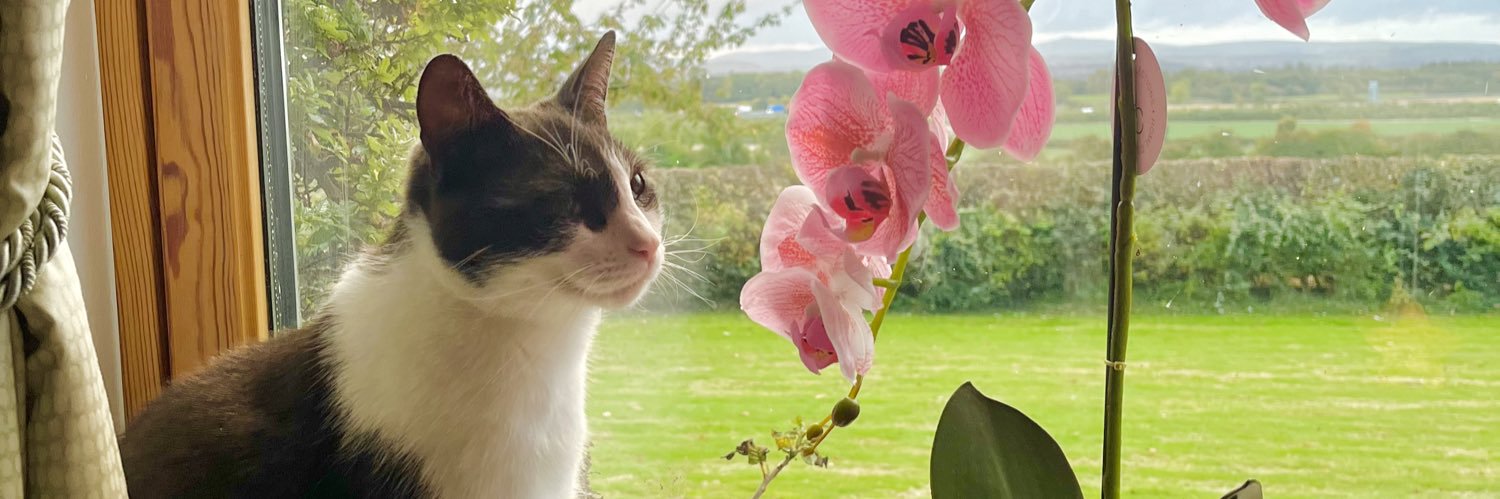 carlyfayx's profile banner image