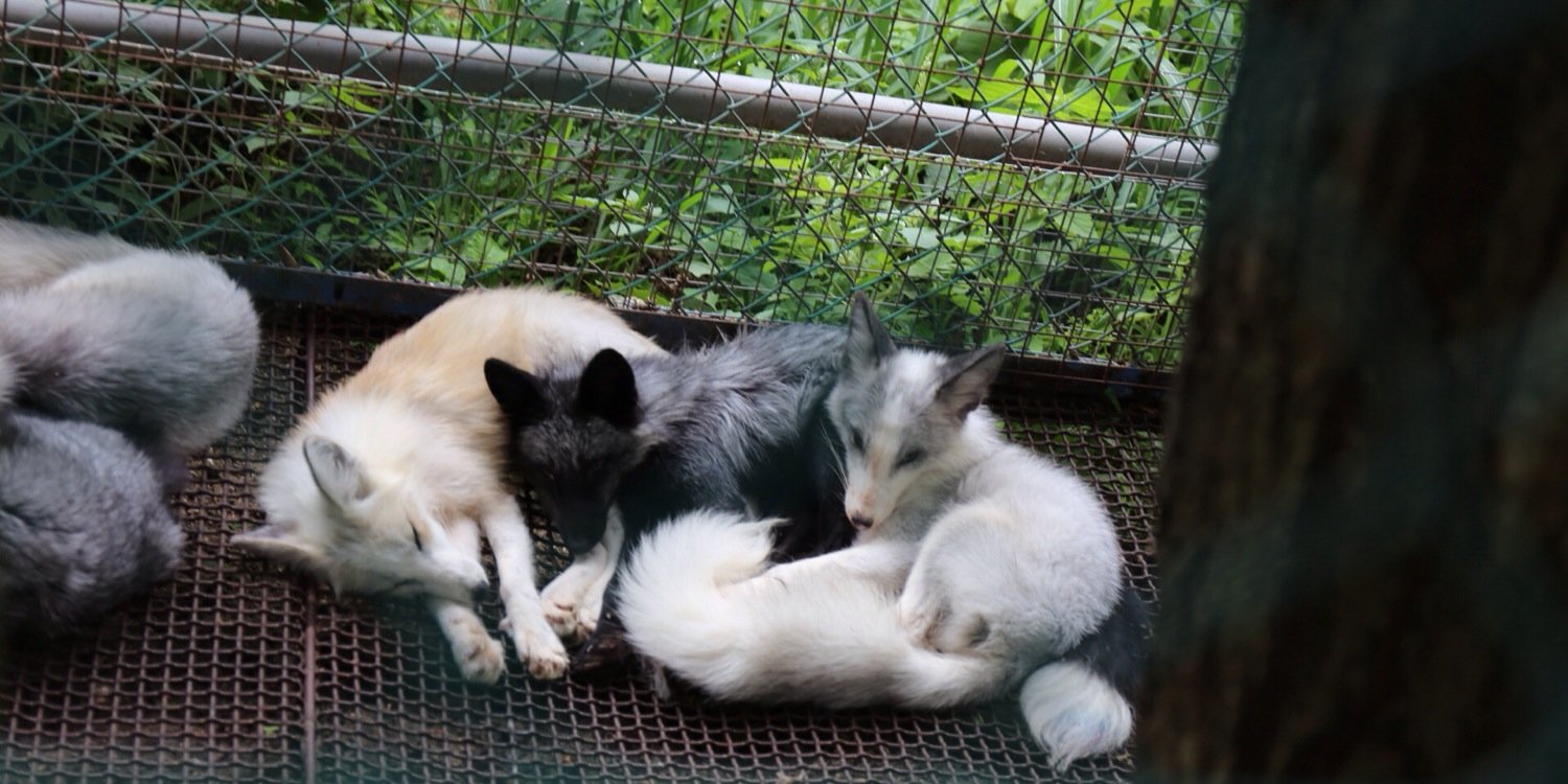 mAxImUm ArMoR banner