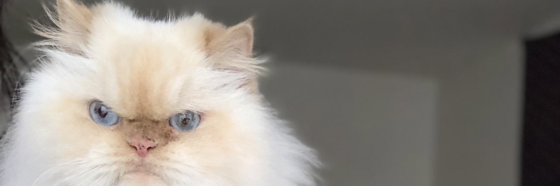 VeronicaJKlein's profile banner image