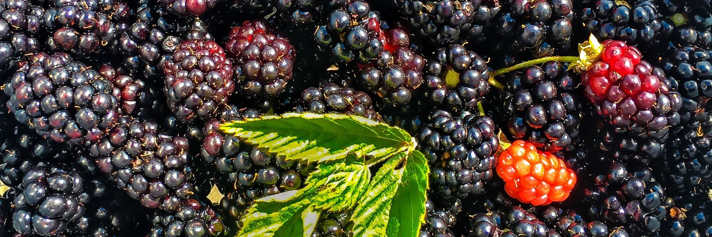 UT Extension FCS banner