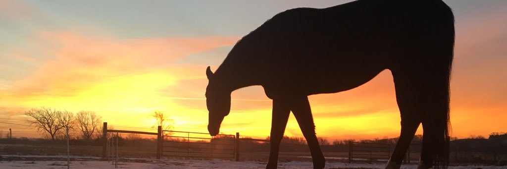 EJHorses's profile banner image