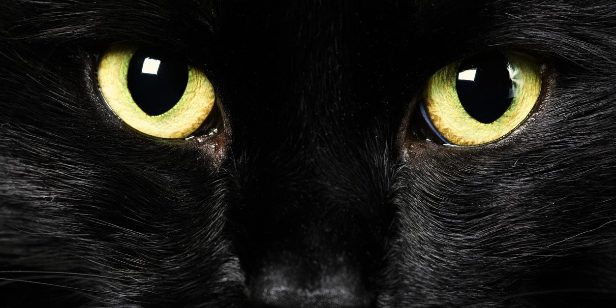 BLACKCATHOLDEN's profile banner image