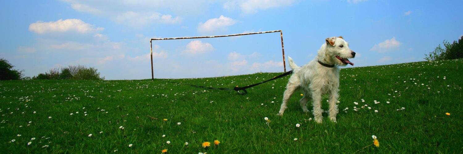 Dr David Sands banner