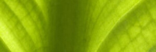 lapizzadigital Profile Banner