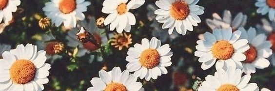 Azu_Cabral's profile banner image