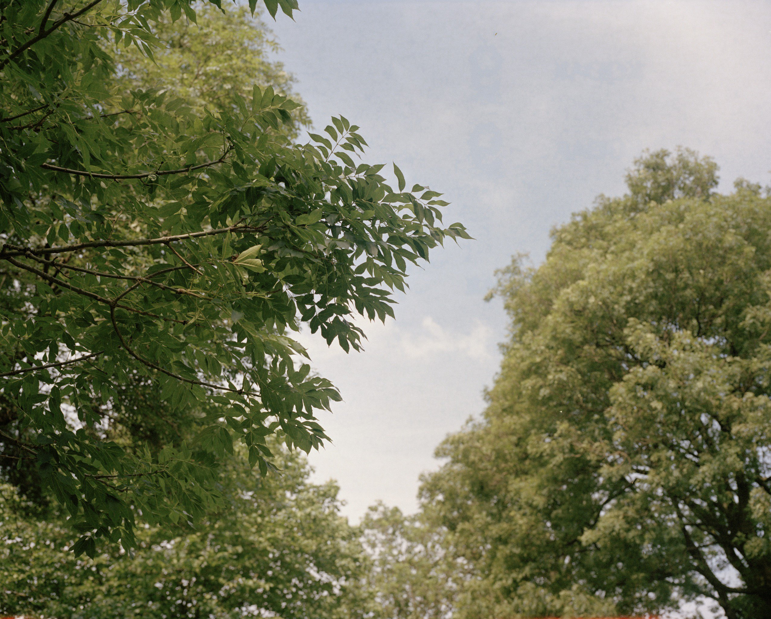 rose_gj's profile banner image