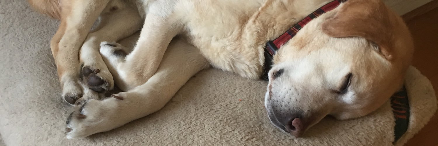 Hank_TopDog's profile banner image