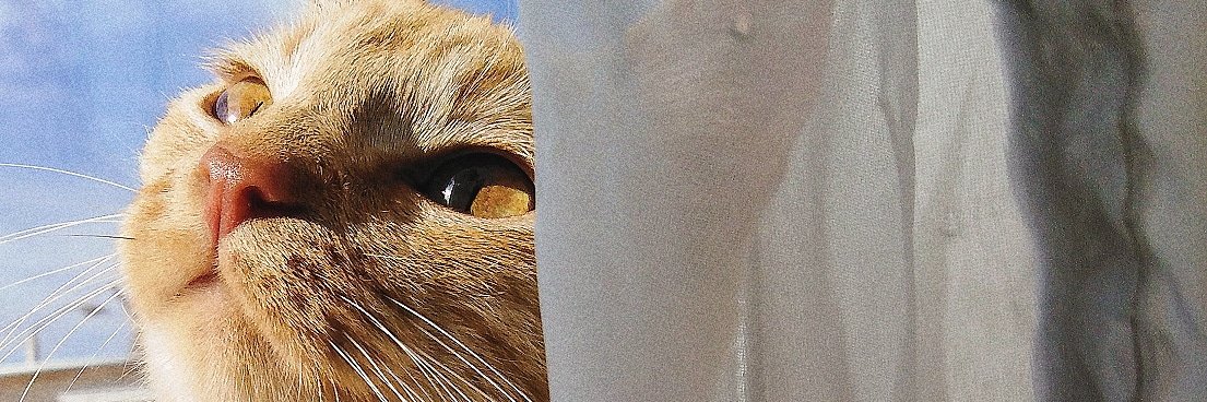 vanemuena's profile banner image