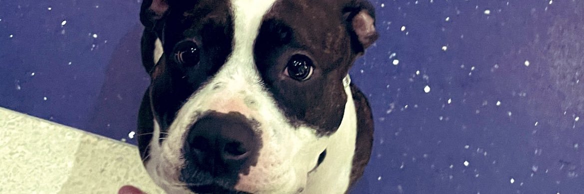 maya_patterson6's profile banner image