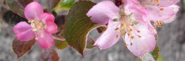 gdekinder Profile Banner