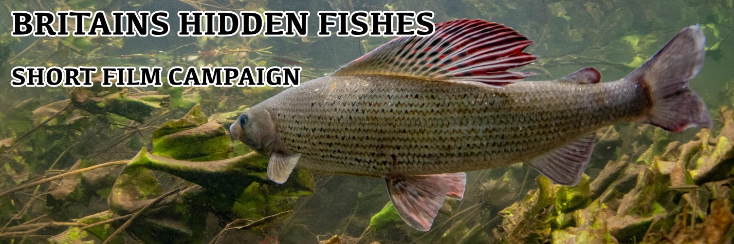Britains Hidden Fishes banner