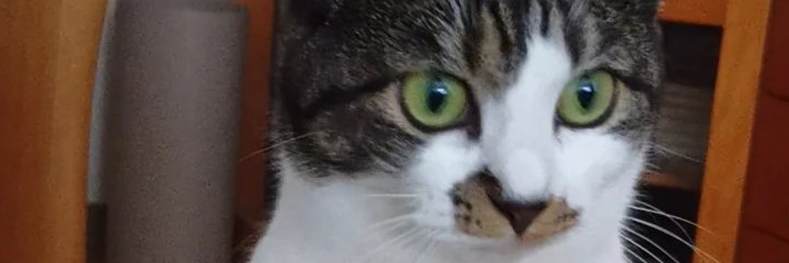 1960Cat's profile banner image