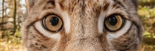 111 banner