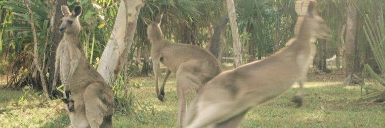 Scott Saccary banner