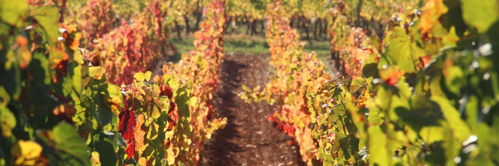 Vineyard Brands banner