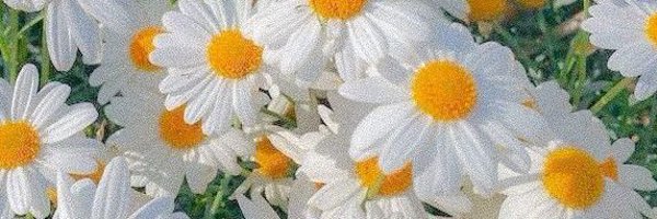 Mrs_InesNvs Profile Banner