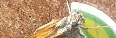 FIGUEROACAROLIN's profile banner image