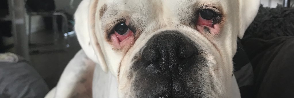 Victoria-jane Ross banner