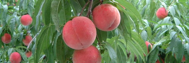 ㅤㅤㅤ🍒 banner