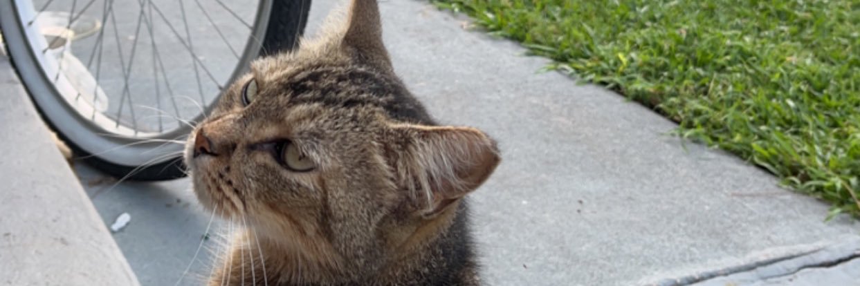 morrtweets's profile banner image