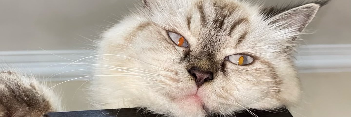 RooRoo🐾 𖾕𖾝꙼ᩚ𛲕𖾟 banner