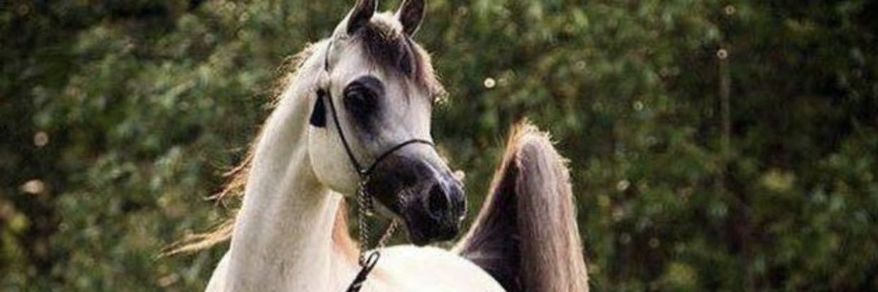 alqernassss's profile banner image