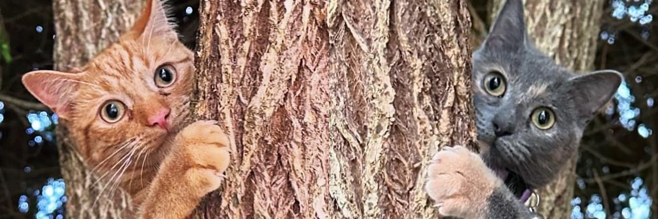 ashabardon's profile banner image