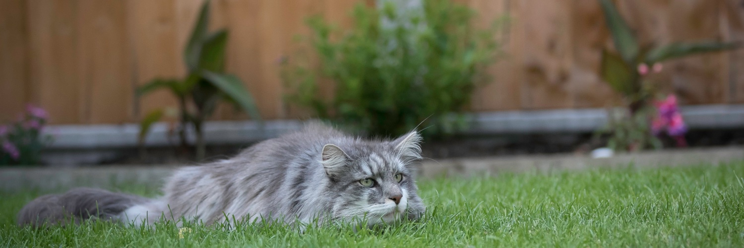 Mark Chambers banner