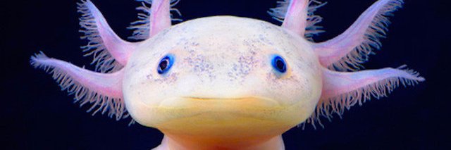 grinkot's profile banner image