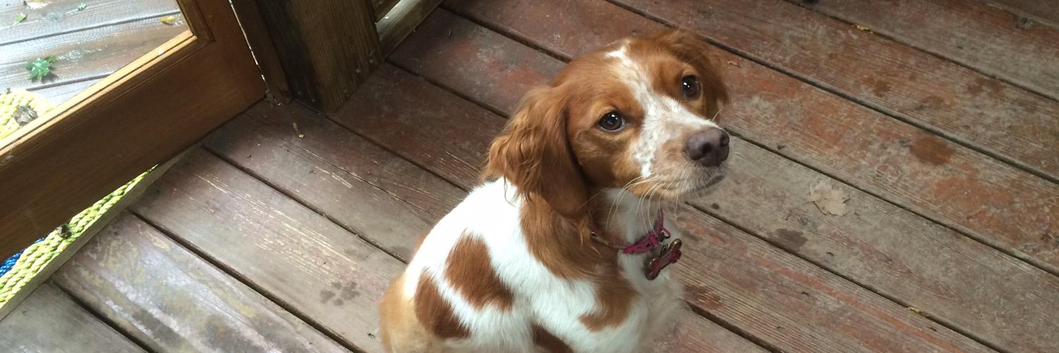 BacaDoge, Retard Humper banner